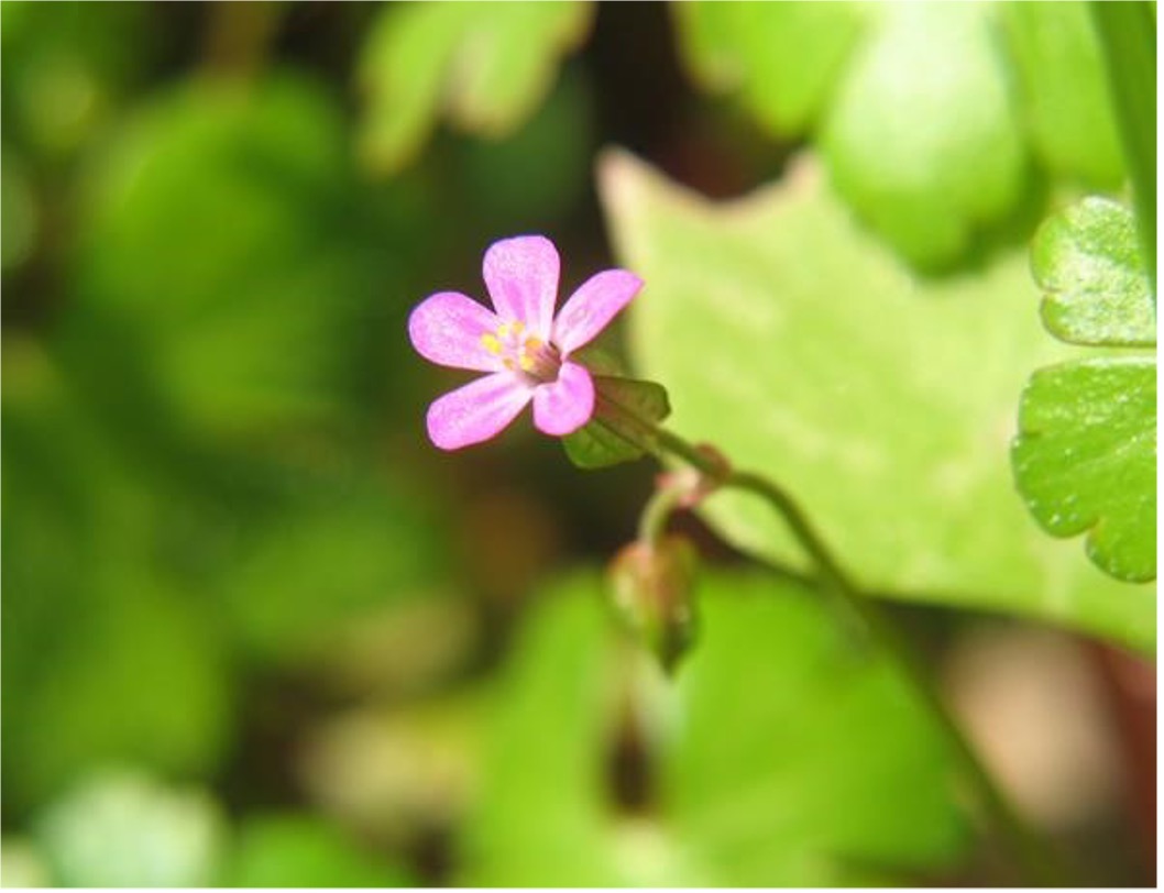 Shiny Geranium