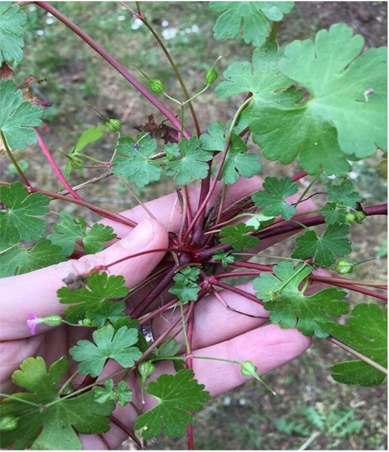 Shiny Geranium