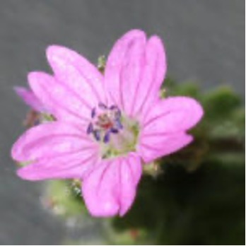 Dovefoot Geranium