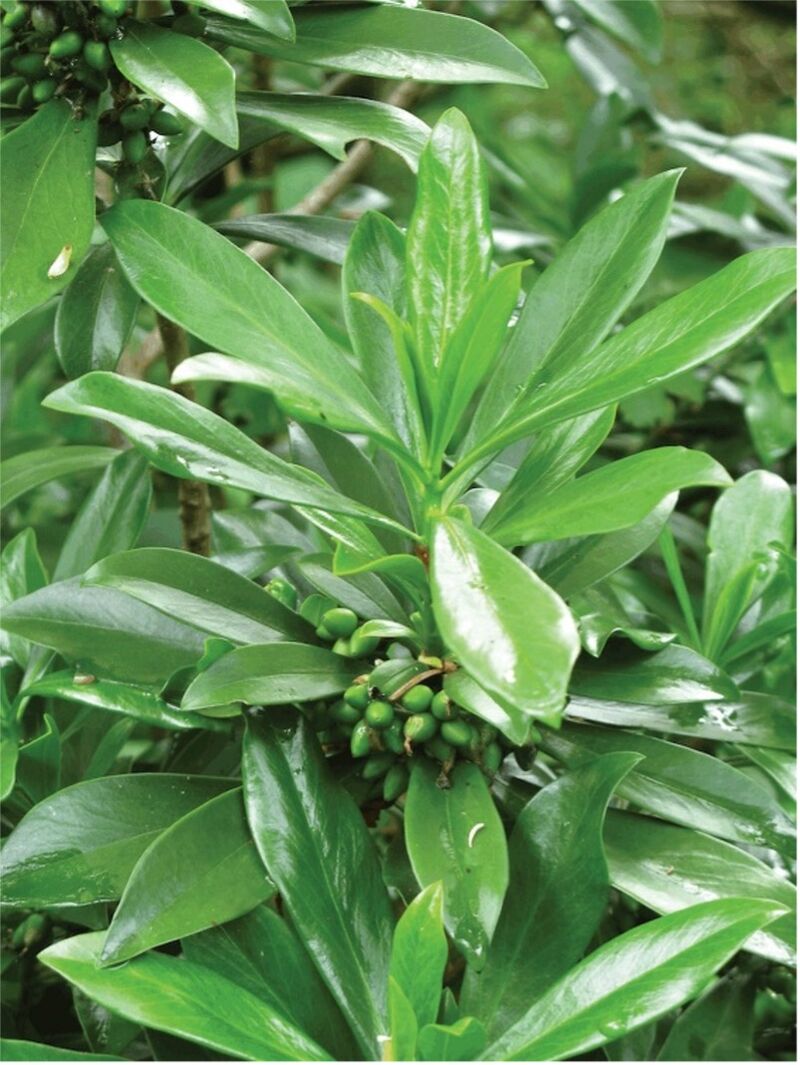 Spurge Laurel
