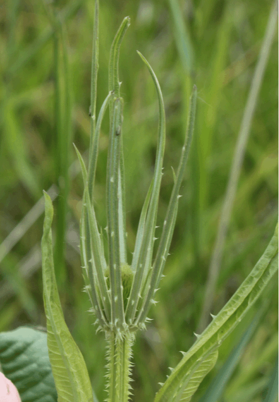 Teasel