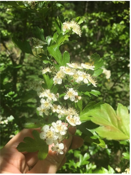 English Hawthorn