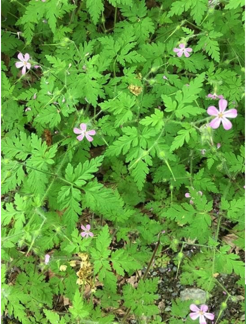 Herb Robert