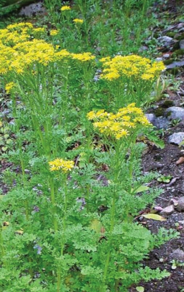 Tansey Ragwort