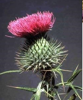 Thistle Canada