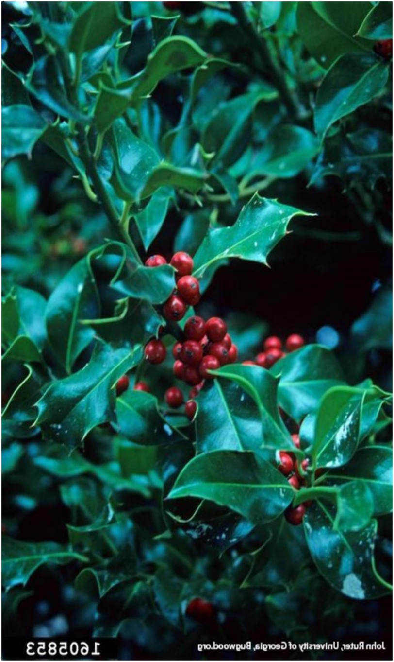 English Holly &ndash; Orcas Highlands